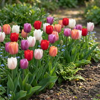 120x Tulipa Glowing with pride - Tulp Glowing with pride - Diversen - Voorjaarsbloeier - Bolmaat 11/12
