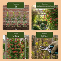 Lonicera br. 'Dropmore Scarlet' - Dropmore Scarlet honeysuckle - Red-Yellow - Climber - Ø9cm - ↕35cm