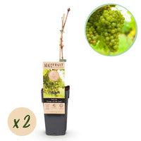 Green boutiQ - Fruitplant - Vitis vinifera Vroege van der Laan - Druivenplant - Winterhard - Witte Druif - 2 Planten - Pot 15cm - Hoogte 50cm