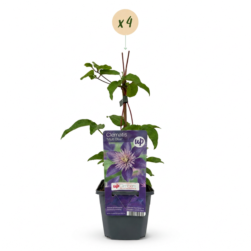 4x Clematis Multi Blue - Bosrank - Blauw - Klimplant - Ø9cm - ↕35cm