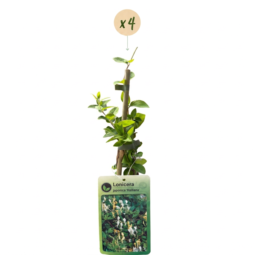 4x Lonicera jap. 'Halliana' - Hall's honeysuckle - White - Yellow - Climber - Ø9cm - ↕35cm