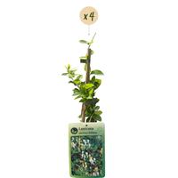 4x Lonicera jap. 'Halliana' - Hall's honeysuckle - White - Yellow - Climber - Ø9cm - ↕35cm