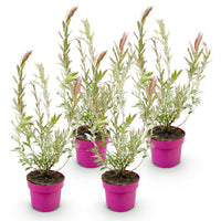 4x - Salix Flamingo - Ø17cm - ↕40-50cm