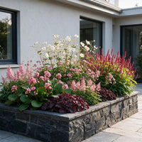 Vasteplant - Borderpakket - Schaduw - Diversen - Soorten en kleuren - 12 Planten - Pot 11cm - Hoogte 15-25cm