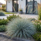 Green boutiQ - Stauden - Festuca glauca - Blauschwingel - Immergrün - Blau - 6 Pflanzen - Topf 11cm - Höhe 15-25cm