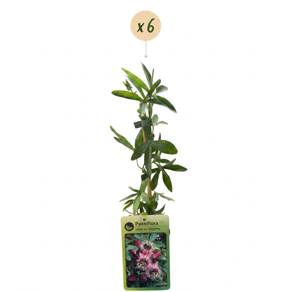 6x Passiflora Victoria - Passiflore Victoria - Rouge - Rose - Grimpante - Ø9cm - ↕35cm