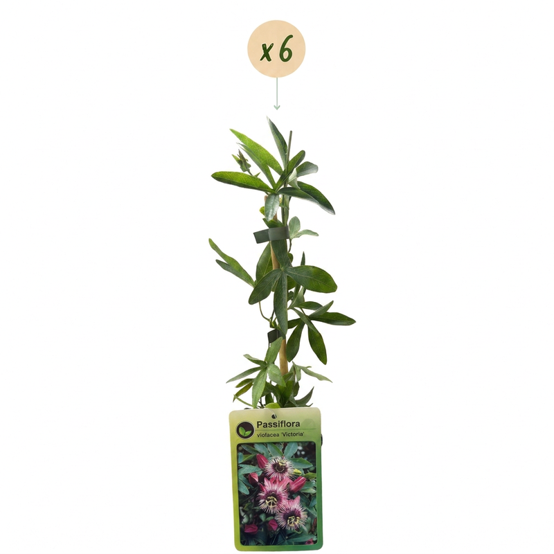 6x Passiflora Victoria - Passionsblume Victoria - Rot - Rosa - Kletterpflanze - Ø9cm - ↕35cm