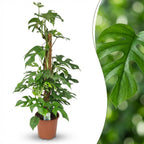 Green boutiQ - Plante d'intérieur - Mini Monstera - Monstera Minima sur tuteur - Vert - Entretien facile - 1 plante - Pot 19cm - Hauteur 90cm