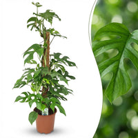 Green boutiQ - Kamerplant - Mini Gatenplant - Monstera Minima Mosstok - Groen - Weinig onderhoud - 1 Plant - Pot 19cm - Hoogte 90cm