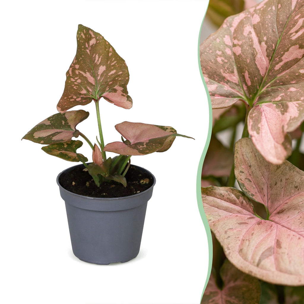 Syngonium Pink Splash - Pink Splash Arrowhead Plant - Green - Pink - Tropical - Ø6cm - ↕10cm