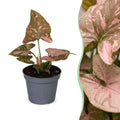Syngonium Pink Splash - Pink Splash Arrowhead Plant - Green - Pink - Tropical - Ø6cm - ↕10cm