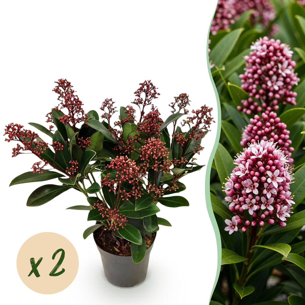 Green boutiQ - Plante de terrasse - Skimmia japonica Rubella - Fleurs Rouges - 10+ Fleurs - 2 Plantes - Résistante à l'hiver - Pot 10,5cm Hauteur 25cm