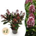 Green boutiQ - Plante de terrasse - Skimmia japonica Rubella - Fleurs Rouges - 10+ Fleurs - 2 Plantes - Résistante à l'hiver - Pot 10,5cm Hauteur 25cm