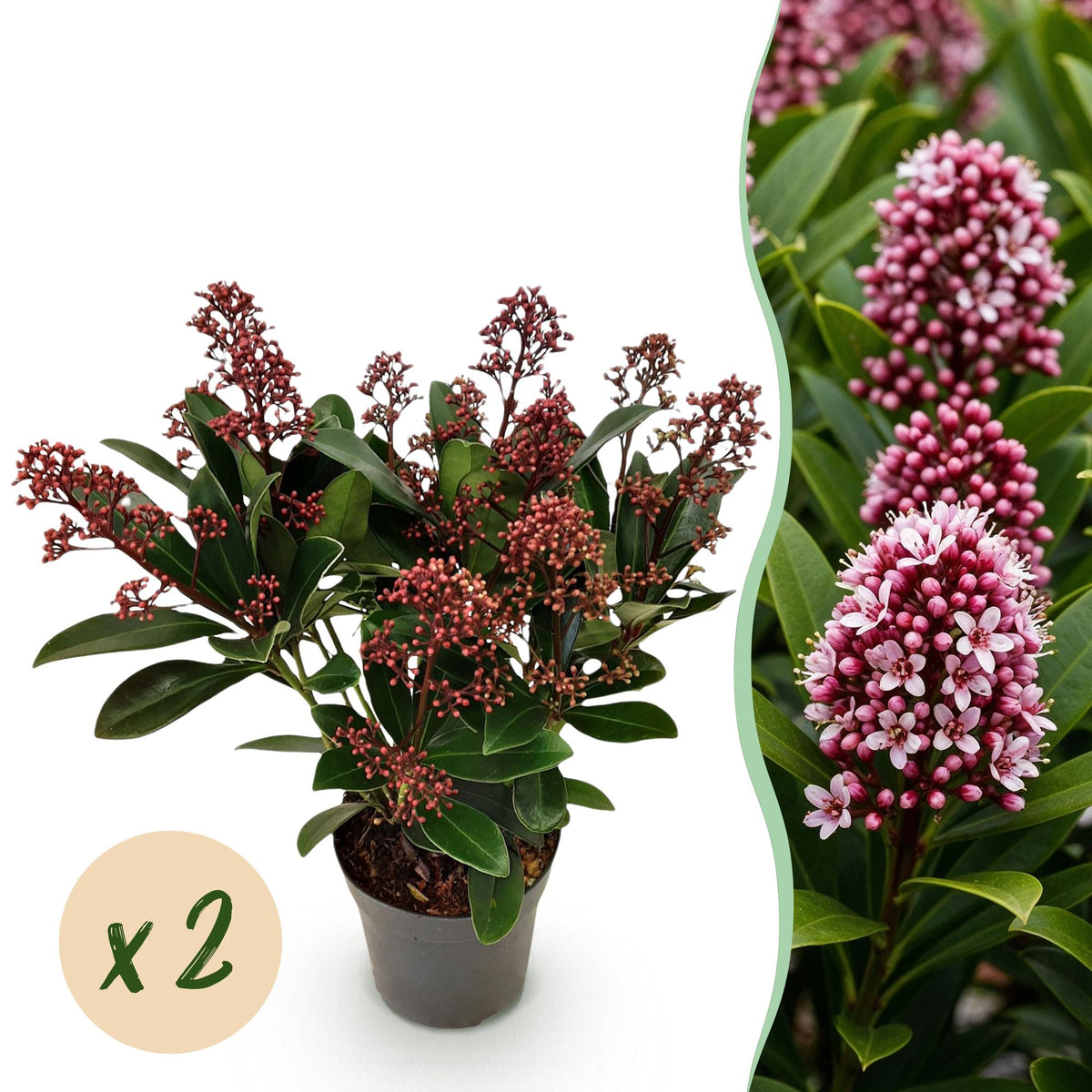 Green boutiQ - Plante de terrasse - Skimmia japonica Rubella - Fleurs Rouges - 10+ Fleurs - 2 Plantes - Résistante à l'hiver - Pot 10,5cm Hauteur 25cm
