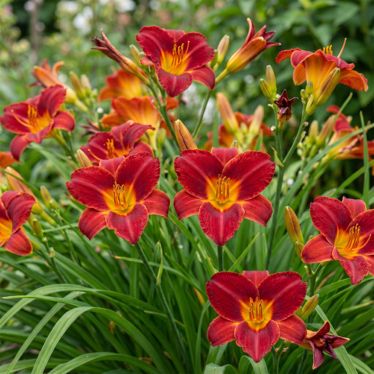 Green boutiQ - Plante vivace - Hemerocallis Autumn Red - Hémérocalle - Attire les abeilles et les papillons - Rouge - 3 plantes - Pot 11 cm - Hauteur 15-25 cm