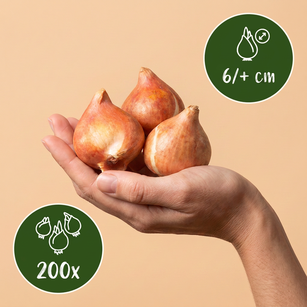200x Tulipa Klein Schoon - Tulipa Little Beauty - Roze - Voorjaarsbloeier - Bolmaat 6/+