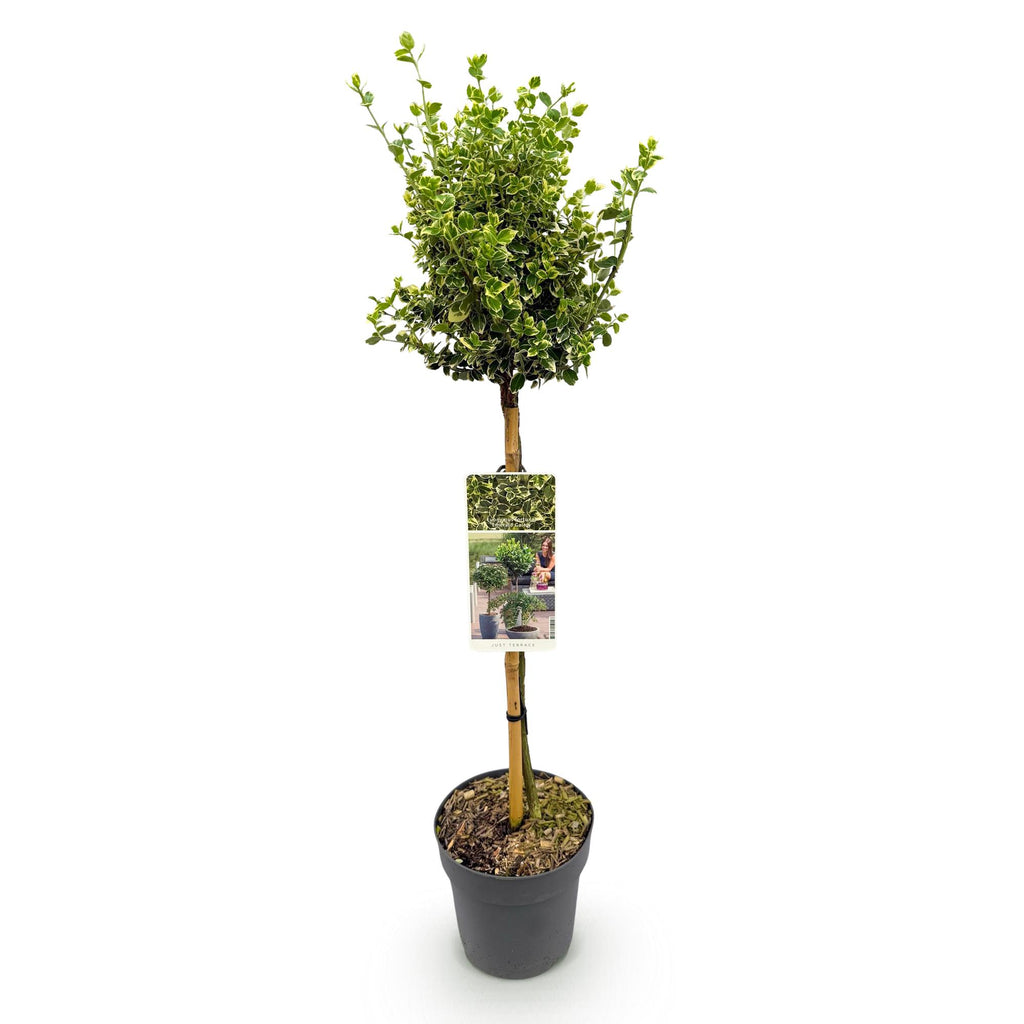 Green boutiQ - Plante sur tige - Euonymus fortunei Emerald Gaiety - Plante de terrasse - Persistant - Rustique - Feuillage vert-gris - Pot 19cm Hauteur 90cm