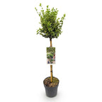 Green boutiQ - Plante sur tige - Euonymus fortunei Emerald Gaiety - Plante de terrasse - Persistant - Rustique - Feuillage vert-gris - Pot 19cm Hauteur 90cm