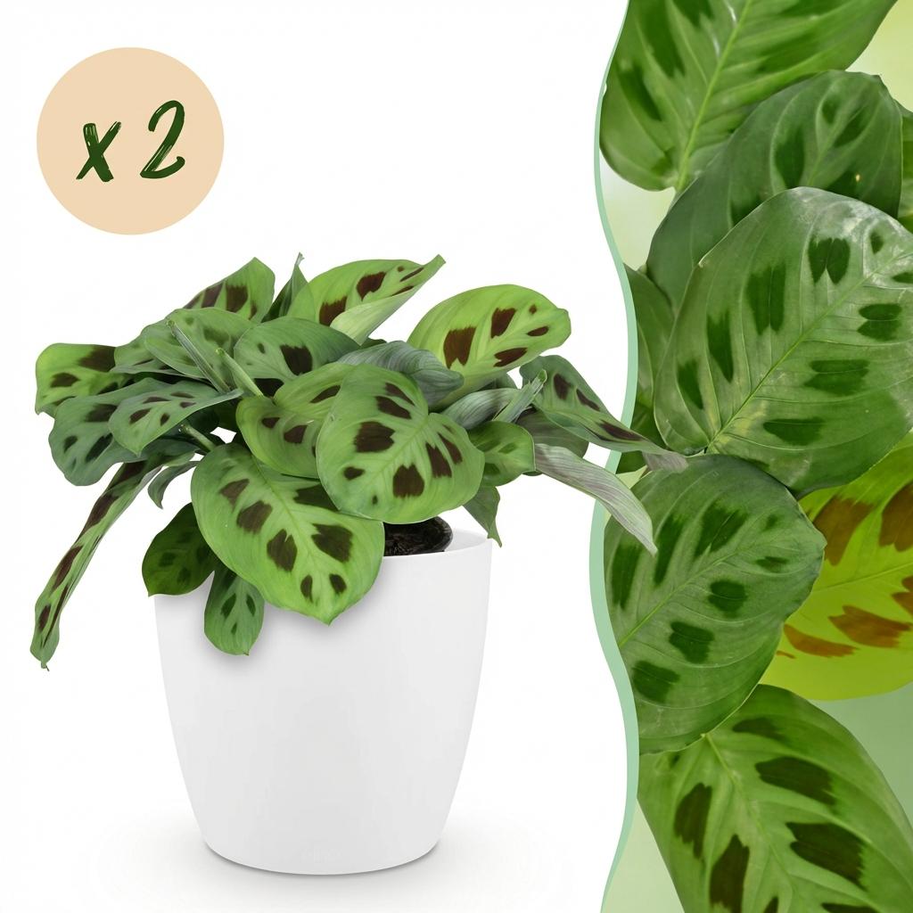Green boutiQ - Zimmerpflanze - Maranta Fascinator Kerchoveana - Zebra-Pfeilwurz - Haustierfreundliche Pflanze - Grün - 2 Pflanzen - mit Topf Weiß - Topf 12cm - Höhe 25cm