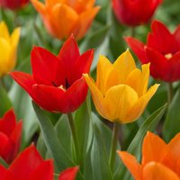200x Tulipa Praestans Mix - Tulipa Praestans Mix - Diversen - Voorjaarsbloeier - Bolmaat 8/9