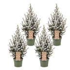 4x Picea glauca Conica - Dwarf Alberta Spruce - Green - White - Christmas tree - Ø17cm - ↕65cm