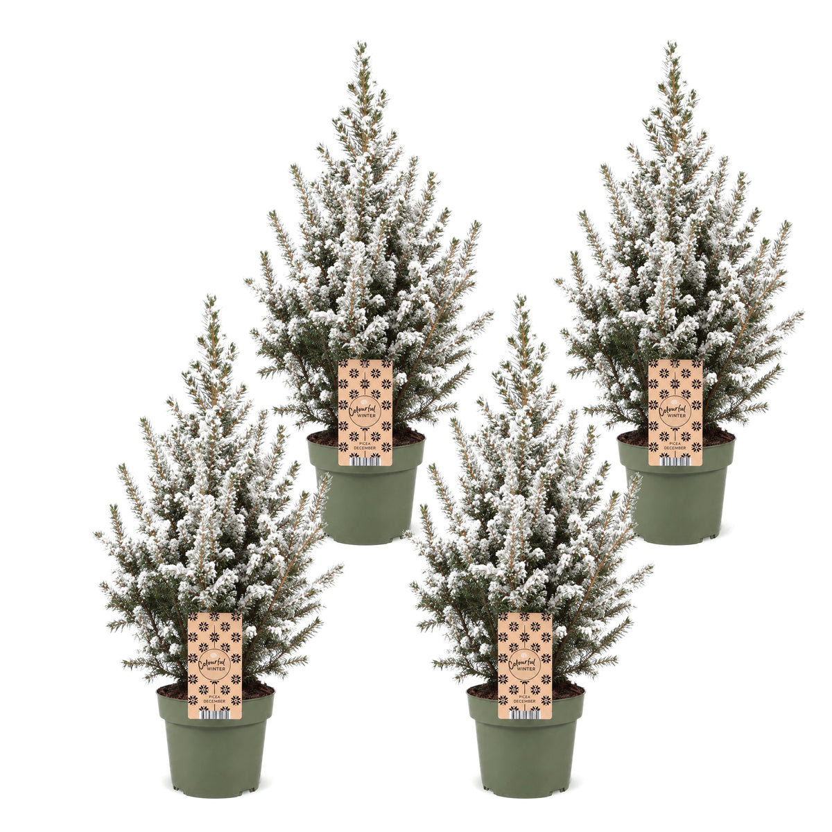 4x Picea glauca Conica - Dwarf Alberta Spruce - Green - White - Christmas tree - Ø17cm - ↕65cm