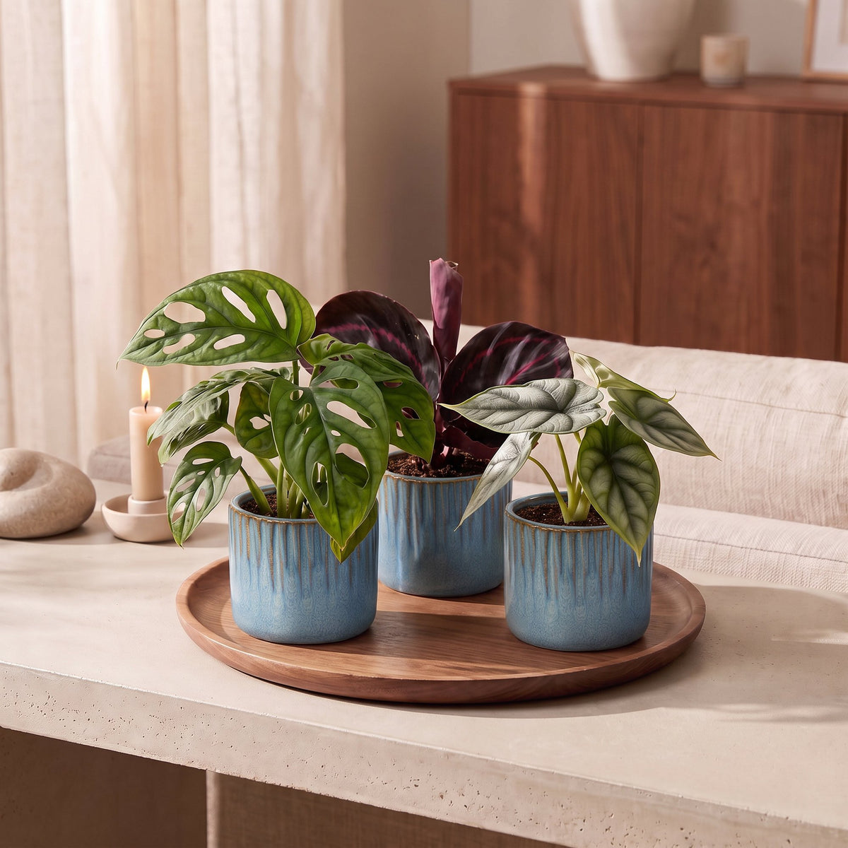 3x Baby Jungle Mix - Various colours - Tropical - incl. Linnea Misty Blue - Ø6cm - ↕10-15cm