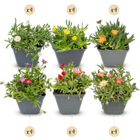 24x - Delosperma mix - Ø7cm - ↕10-12cm