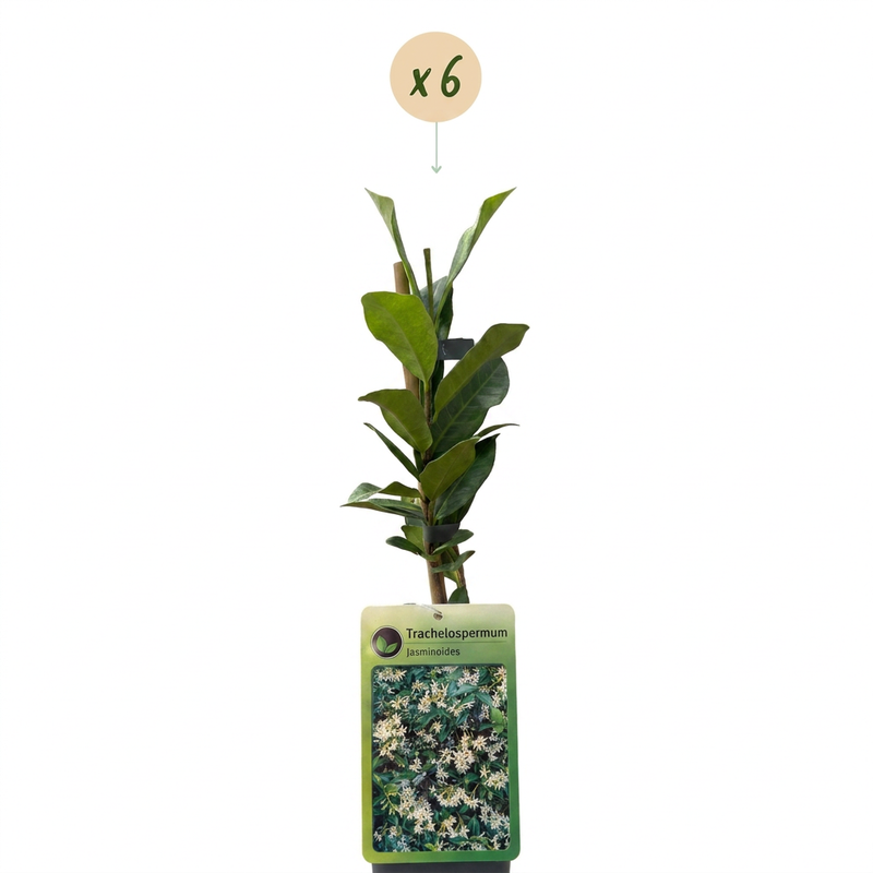 6x Trachelospermum jasminoides - Sternjasmin - Weiß - Kletterpflanze - Ø9cm - ↕35cm