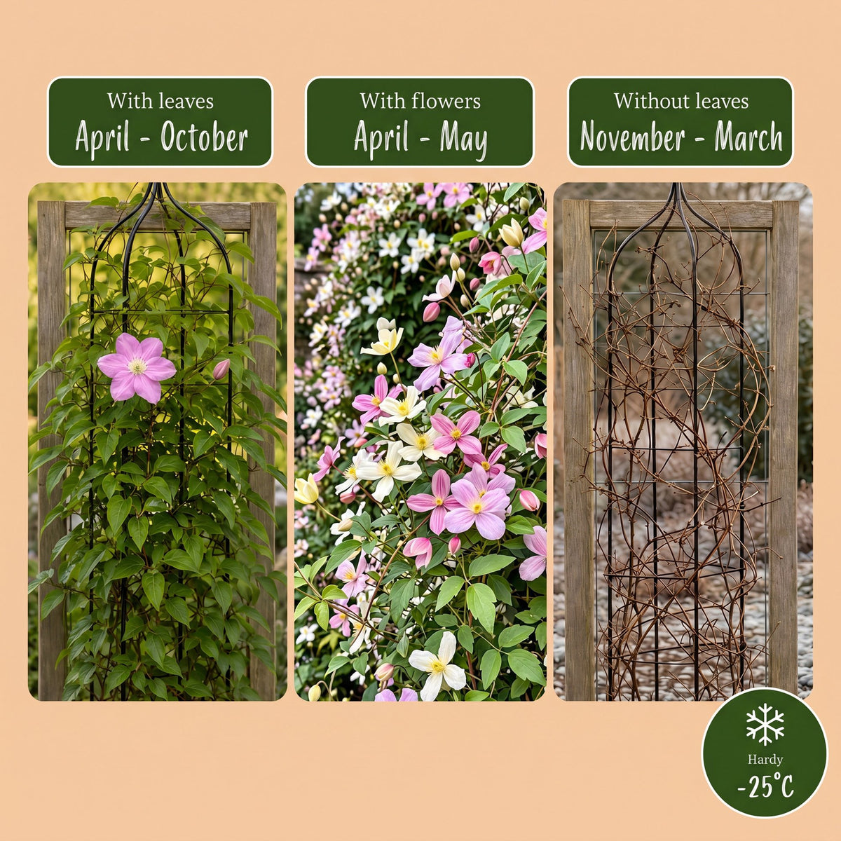 12x Clematis montana Tricolour - Mountain clematis - White - Pink - Light Pink - Climber - Ø9cm - ↕35cm
