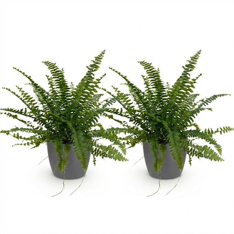 Green boutiQ - Kamerplant - Nephrolepsis exaltata Green Lady - Varen - Huisdiervriendelijke Plant - Groen - 2 Planten - met Potter Grijs - Pot 12cm - Hoogte 25cm