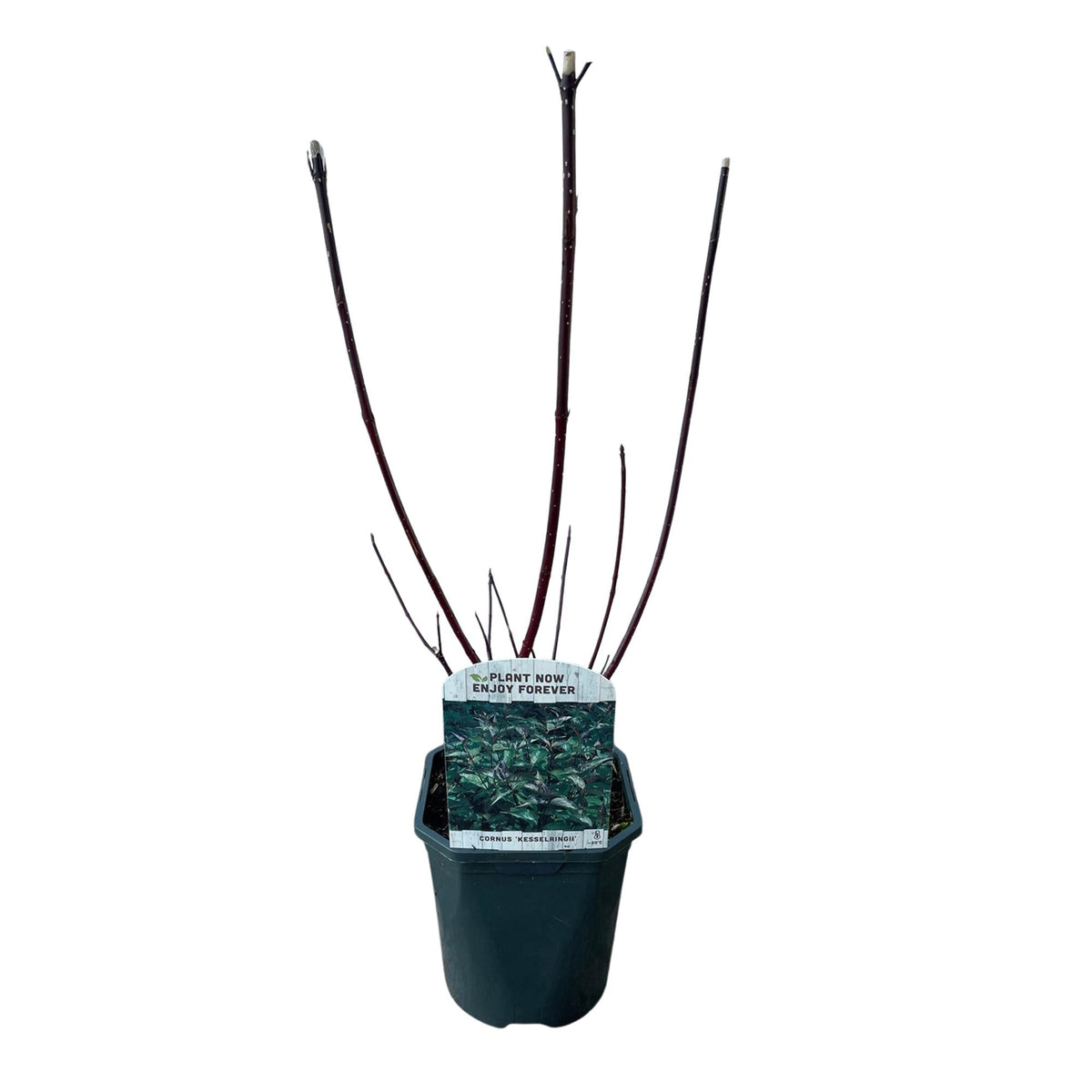 Green boutiQ - Arbustes - Cornus alba Kesselringii - Branches pourpres - 1 plante - Caduc - Peu d'entretien - Pot 17cm Hauteur 45cm
