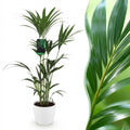 Green boutiQ - Plante d'intérieur - Howea Forsteriana - Palmier Kentia - Facile d'entretien - Vert - 1 Plante - avec Pot Blanc - Pot 21cm - Hauteur 120-130cm