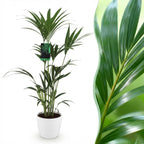 Green boutiQ - Plante d'intérieur - Howea Forsteriana - Palmier Kentia - Facile d'entretien - Vert - 1 Plante - avec Pot Blanc - Pot 21cm - Hauteur 120-130cm