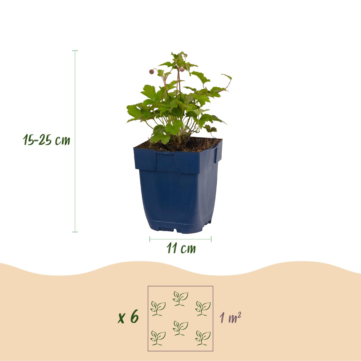 Green boutiQ - Plante vivace - Anemone hup. Splendens - Anémone d'automne - Ombre - Rose foncé - 3 plantes - Pot 11 cm - Hauteur 15-25 cm