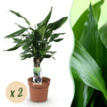 Green BoutiQ - Green is... Plantes d'intérieur - Dracaena fragrans Steudneri - Dragonnier - Peu d'entretien - Vert - 2 Plantes - Pot 17cm - Hauteur 50-55cm