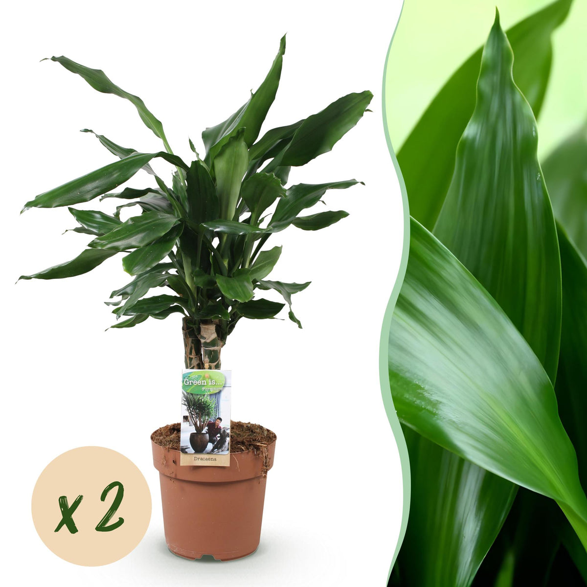 Green BoutiQ - Green is... Plantes d'intérieur - Dracaena fragrans Steudneri - Dragonnier - Peu d'entretien - Vert - 2 Plantes - Pot 17cm - Hauteur 50-55cm