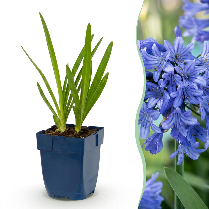 Green boutiQ - Vasteplant - Agapanthus africanus - Afrikaanse Lelie - Bijen en Vlinderlokkers - Blauw - 1 Plant - Pot 11cm - Hoogte 15-25cm