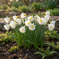 160x Narcissus White Petticoat - Witte petticoatnarcis - Wit - Voorjaarsbloeier - Bolmaat 6/8