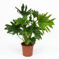 Green boutiQ - Plante d'intérieur - Philodendron - Philodendron Lickety Split - Vert - Entretien facile - 1 plante - Pot 19cm - Hauteur 70cm