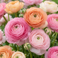 80x Ranunculus Pastel Mix - Pastelkleurige ranonkel - D - Zomerbloeier - Bolmaat 5/6