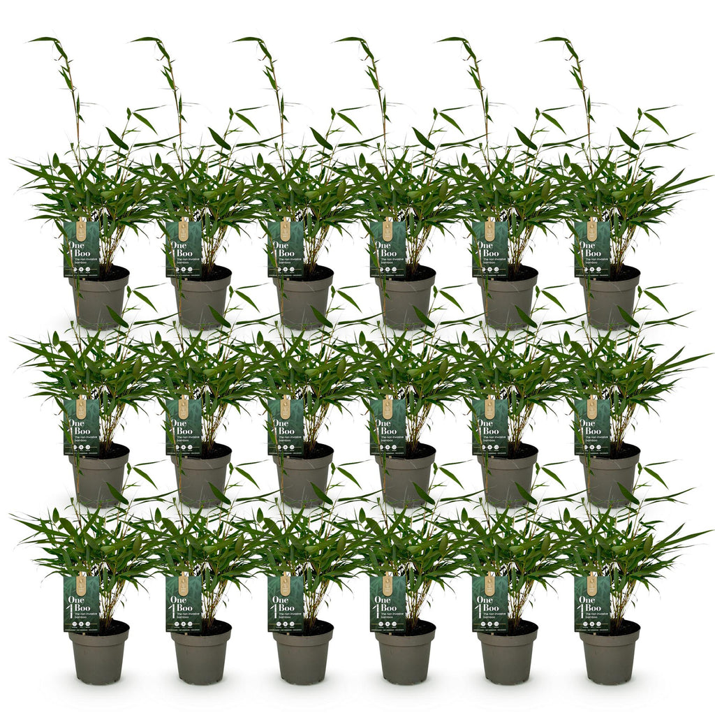 Green boutiQ - Bambou - Fargesia robusta Pingwu - Persistant - Non-invasif - Vert - 18 Plantes - Pot 14cm - Hauteur 35cm