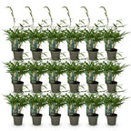 Green boutiQ - Bambou - Fargesia robusta Pingwu - Persistant - Non-invasif - Vert - 18 Plantes - Pot 14cm - Hauteur 35cm