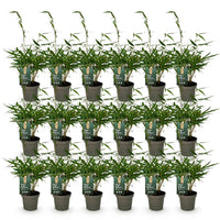 Green boutiQ - Bamboe - Fargesia robusta Pingwu - Bladhoudend - Niet Woekerend - Groen - 18 Planten - Pot 14cm - Hoogte 35cm