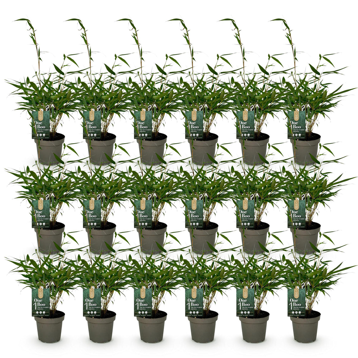 Green boutiQ - Bambou - Fargesia robusta Pingwu - Persistant - Non-invasif - Vert - 18 Plantes - Pot 14cm - Hauteur 35cm