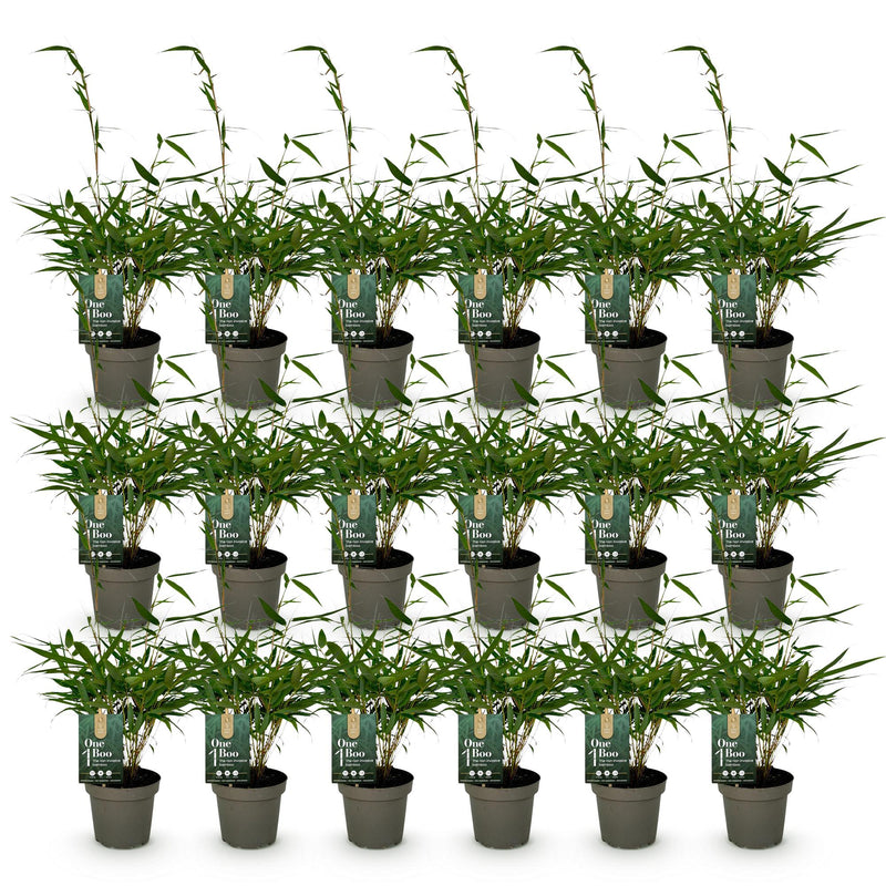 Green boutiQ - Bamboe - Fargesia robusta Pingwu - Bladhoudend - Niet Woekerend - Groen - 18 Planten - Pot 14cm - Hoogte 35cm