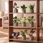 9x Baby Plants Surprise Box - Baby Plants Surprise Box - Various colours - Tropical - incl. Linnea Olive - Ø6cm - ↕5-15cm