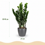 Green boutiQ - Plante d'intérieur - Plante ZZ - Zamioculcas Zamiifolia - Vert - Peu d'entretien - 1 plante - avec pot gris - Pot 21 cm - Hauteur 80 - 90 cm
