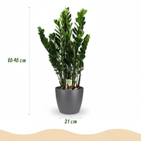Green boutiQ - Kamerplant - ZZ-plant - Zamioculcas Zamiifolia - Groen - Weinig onderhoud - 1 Plant - met Potter Grijs - Pot 21cm - Hoogte 80 - 90cm
