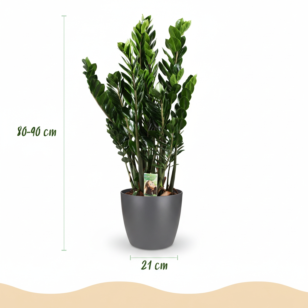 Green boutiQ - Plante d'intérieur - Plante ZZ - Zamioculcas Zamiifolia - Vert - Peu d'entretien - 1 plante - avec pot gris - Pot 21 cm - Hauteur 80 - 90 cm